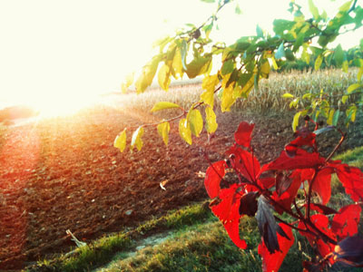 Rote Blätter in der untergehenden Herbstsonne / made with Cam+